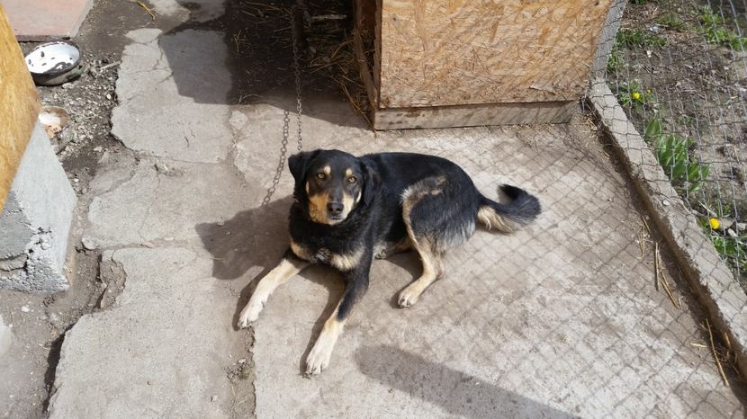 Cora - 9 4 DE PRIN CURTE