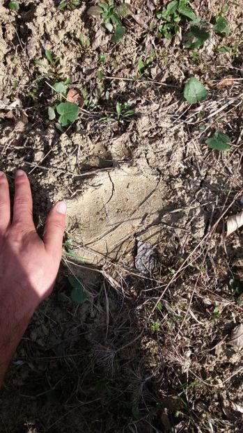 IMG-20170411-WA0232 - Drumetie in padure 11 aprilie 2017