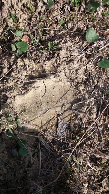 Moş Martin - Drumetie in padure 11 aprilie 2017