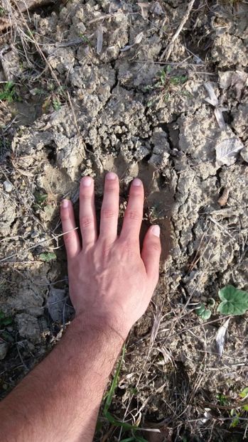 Mos Martin a iesit din barlog - Drumetie in padure 11 aprilie 2017