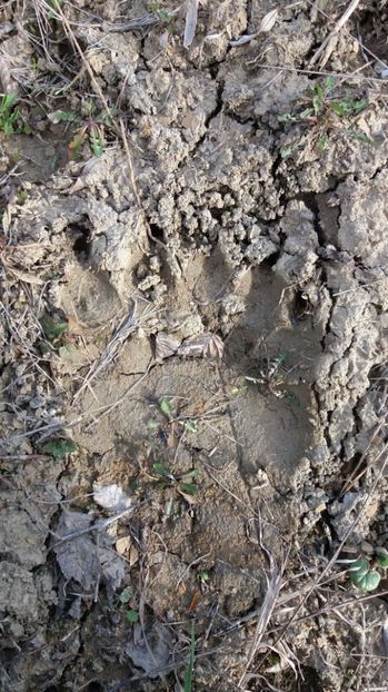 Martinel poarta 50 la pantof - Drumetie in padure 11 aprilie 2017