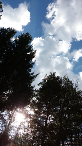 IMG-20170411-WA0224 - Drumetie in padure 11 aprilie 2017