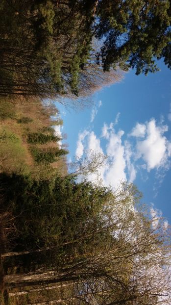 IMG-20170411-WA0218 - Drumetie in padure 11 aprilie 2017