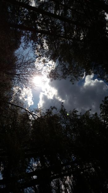 IMG-20170411-WA0216 - Drumetie in padure 11 aprilie 2017