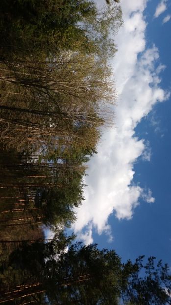 IMG-20170411-WA0214 - Drumetie in padure 11 aprilie 2017