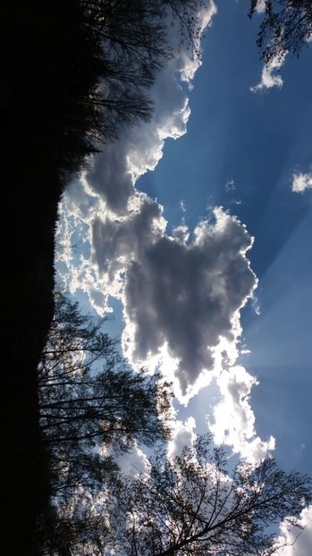 IMG-20170411-WA0204 - Drumetie in padure 11 aprilie 2017