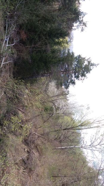 IMG-20170411-WA0198 - Drumetie in padure 11 aprilie 2017