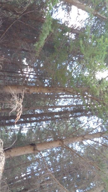 IMG-20170411-WA0186 - Drumetie in padure 11 aprilie 2017