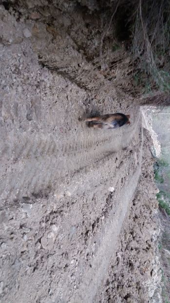 Drum forestier - Drumetie in padure 11 aprilie 2017