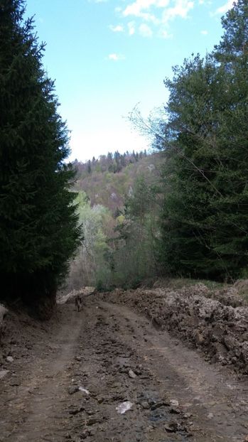 Natura ne cheama sa o admiram - Drumetie in padure 11 aprilie 2017