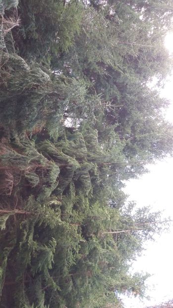 IMG-20170411-WA0172 - Drumetie in padure 11 aprilie 2017