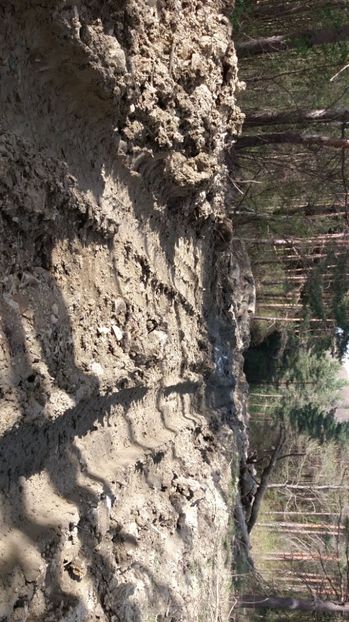 IMG-20170411-WA0166 - Drumetie in padure 11 aprilie 2017