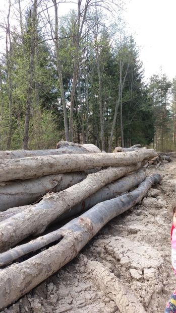 Se taie la greu... - Drumetie in padure 11 aprilie 2017