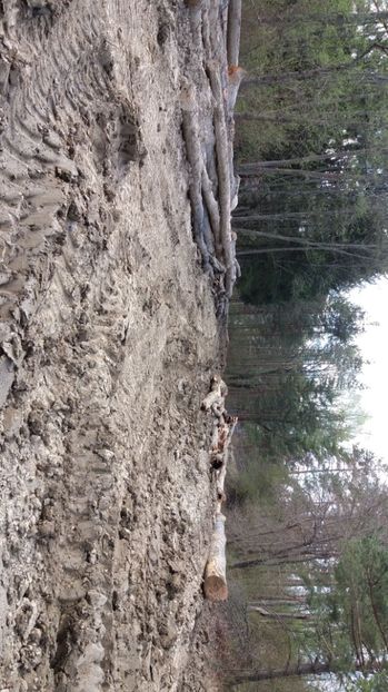 IMG-20170411-WA0154 - Drumetie in padure 11 aprilie 2017