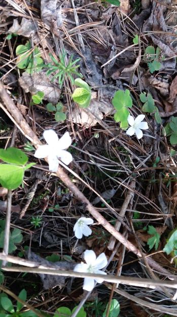 IMG-20170411-WA0152 - Drumetie in padure 11 aprilie 2017