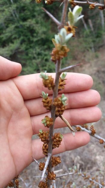 Flori de catina - Drumetie in padure 11 aprilie 2017