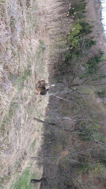 IMG-20170411-WA0141 - Drumetie in padure 11 aprilie 2017