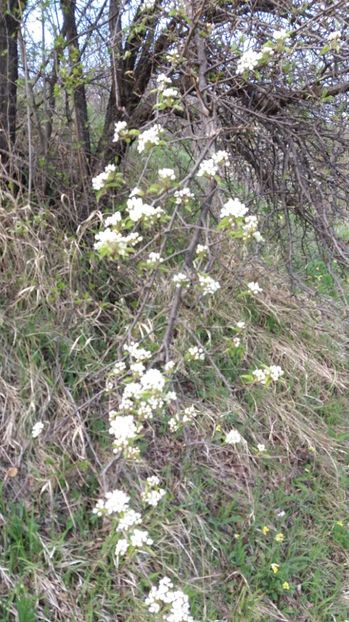 IMG-20170411-WA0133 - Drumetie in padure 11 aprilie 2017