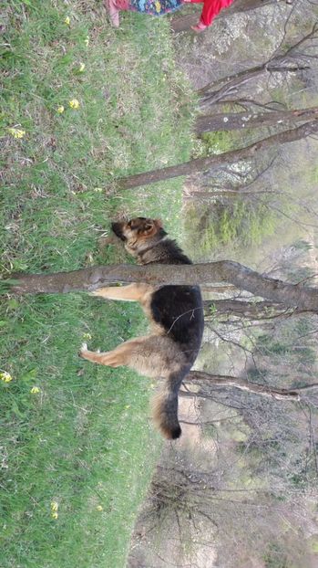 IMG-20170411-WA0129 - Drumetie in padure 11 aprilie 2017