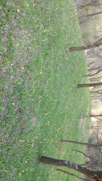 IMG-20170411-WA0127 - Drumetie in padure 11 aprilie 2017