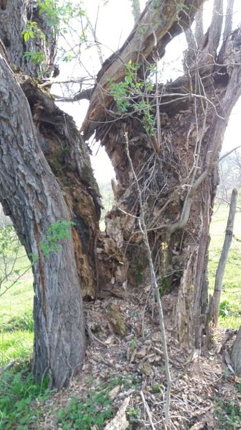 IMG-20170411-WA0123 - Drumetie in padure 11 aprilie 2017