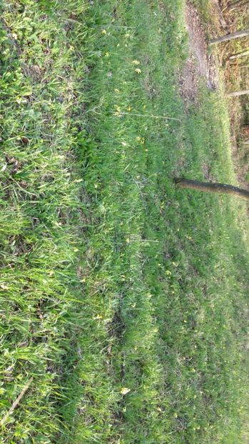 IMG-20170411-WA0119 - Drumetie in padure 11 aprilie 2017