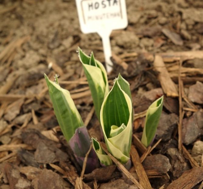  - hosta Minuteman