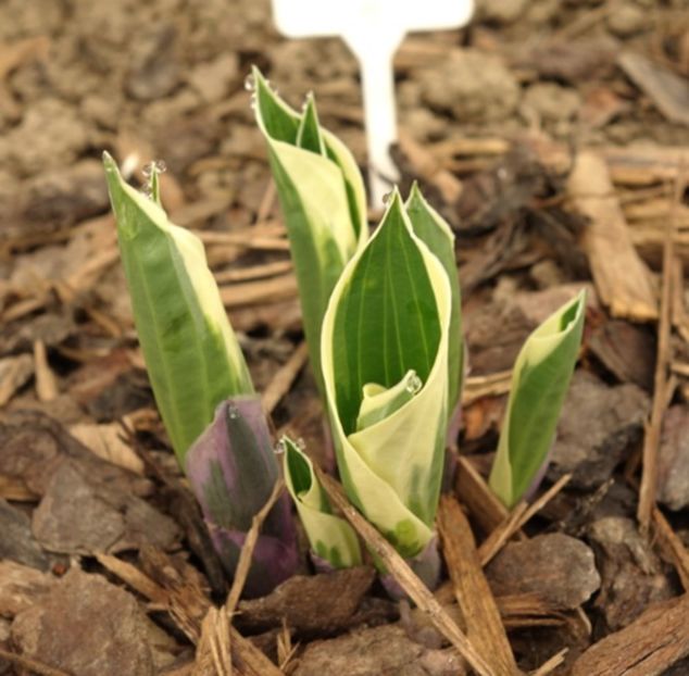  - hosta Minuteman