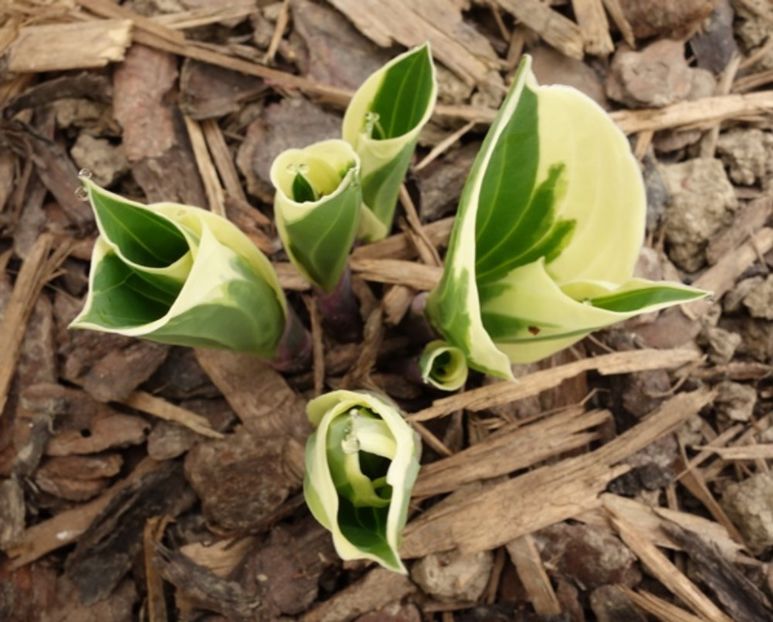  - hosta Minuteman