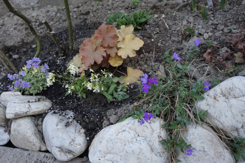 Caramel - Heuchera 2017