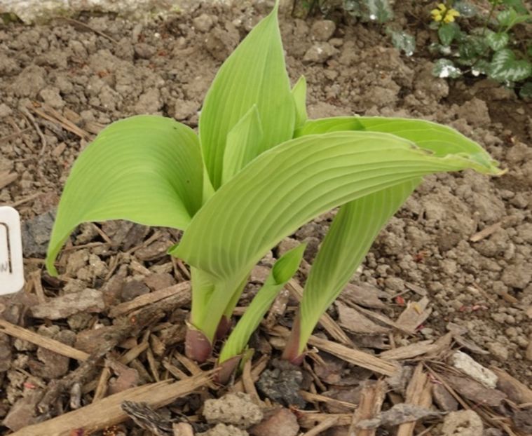  - hosta Satisfaction