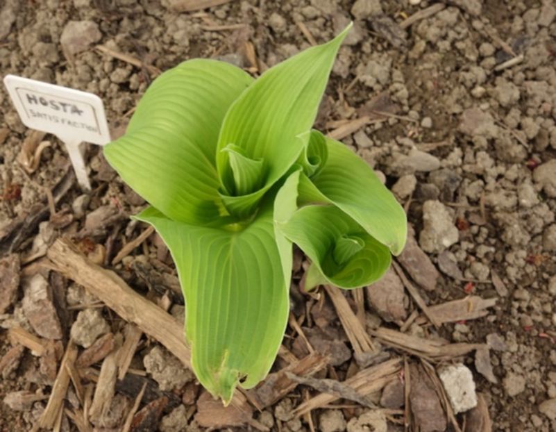  - hosta Satisfaction