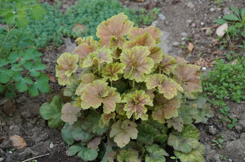 Miracle c - Heuchera 2017