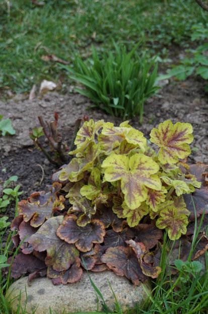  - Heuchera 2017