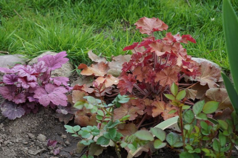  - Heuchera 2017