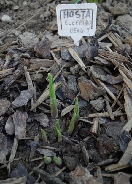  - hosta Sleeping Beauty