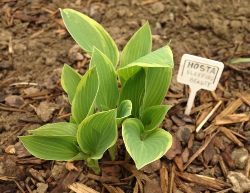  - hosta Sleeping Beauty