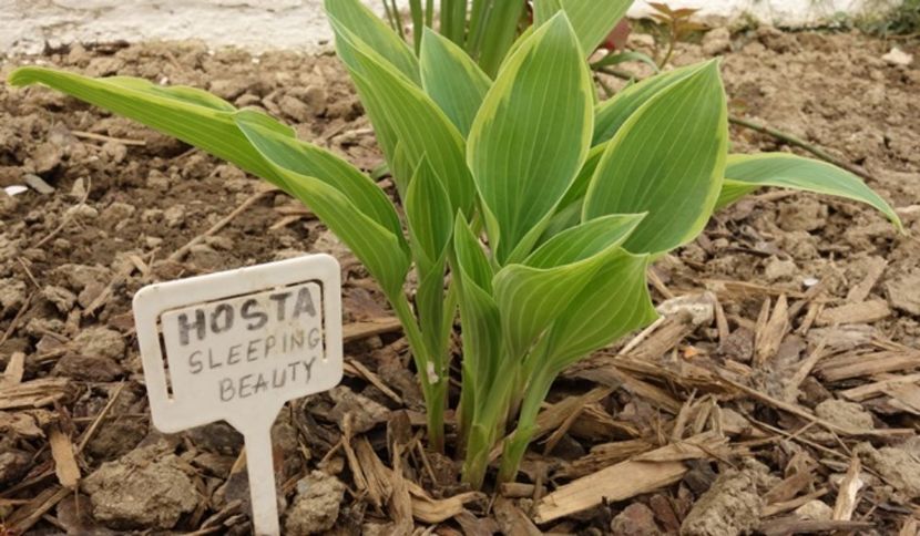  - hosta Sleeping Beauty