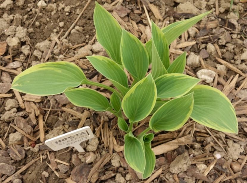  - hosta Sleeping Beauty