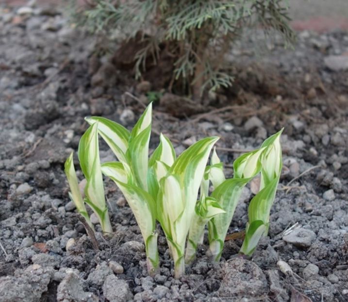  - hosta Undulata Mediovariegata