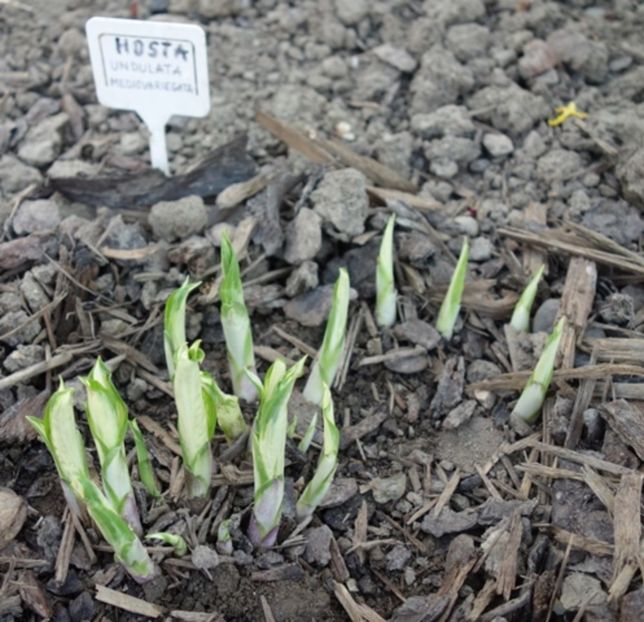  - hosta Undulata Mediovariegata