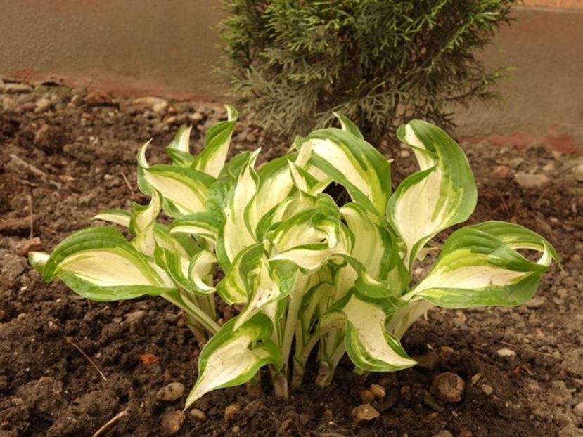  - hosta Undulata Mediovariegata