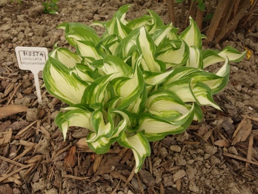  - hosta Undulata Mediovariegata