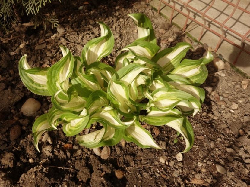  - hosta Undulata Mediovariegata