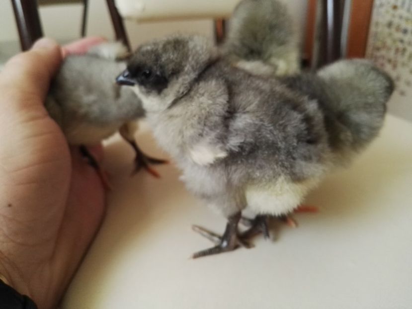 Pui jersey giant albastru - 001 Contact