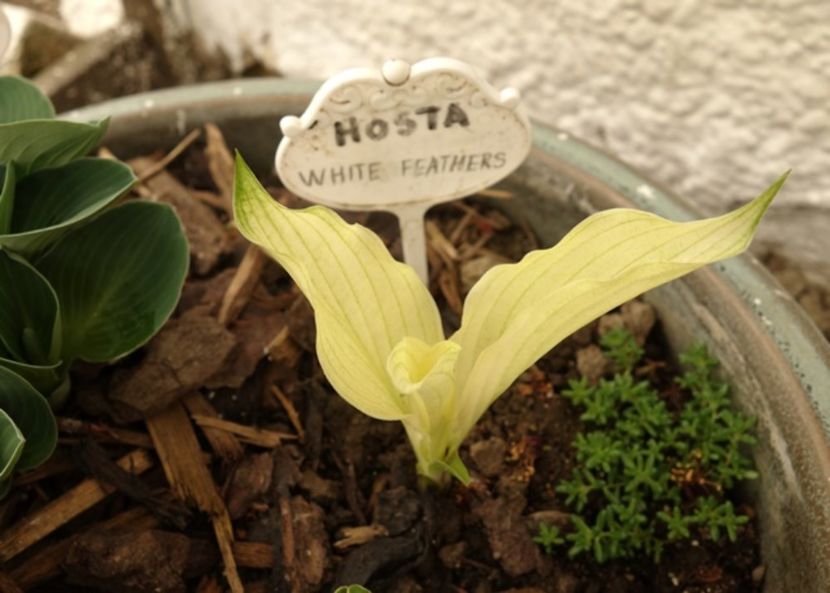  - hosta White Feathers