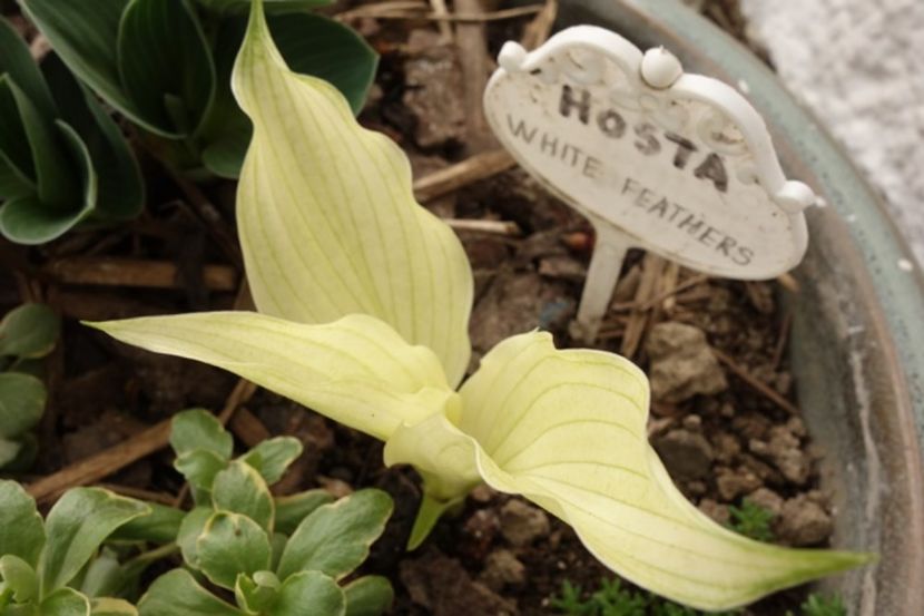  - hosta White Feathers