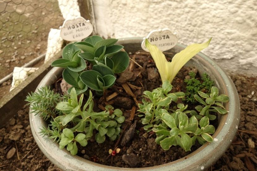  - hosta White Feathers