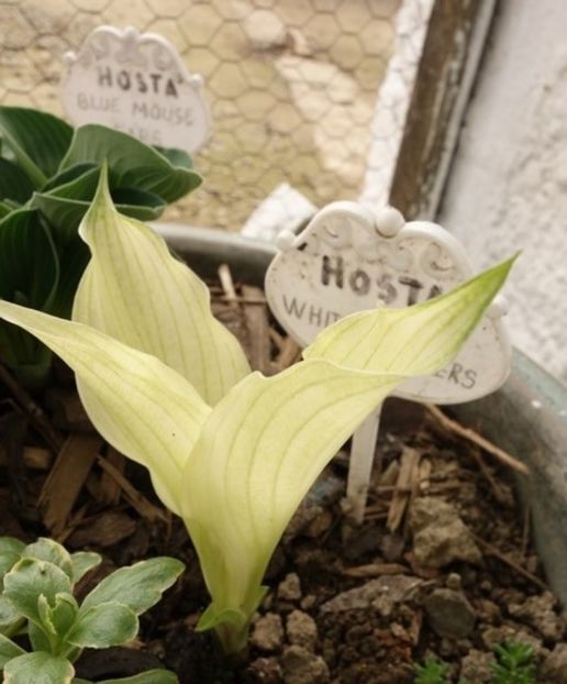  - hosta White Feathers