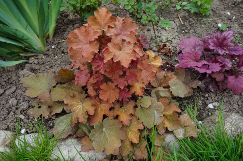 Caramel - Heuchera 2017